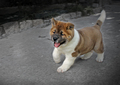 Cute akita puppy - dogs photo