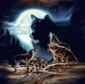 Mystical Wolf - wolves photo