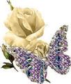 Rose and Butterfly - roses photo