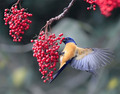Beautiful birds - god-the-creator photo