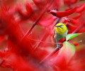 Beautiful birds - god-the-creator photo