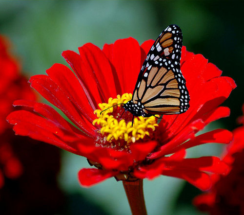  Beauty vlinder