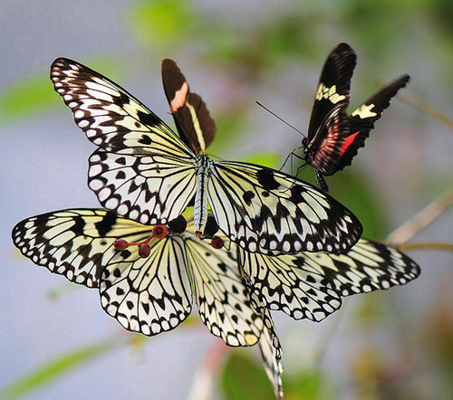  Beuatuful papillon