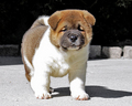 American Akita puppy - puppies photo