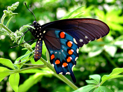  Awesome butterflies