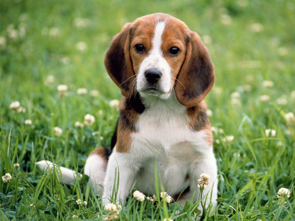 Male Beagle puppy sitting in the park