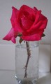 My Hot Pink Rose - roses photo