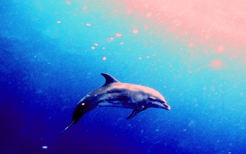 Stock ~ Dolphin