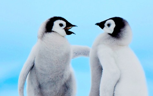 Stock ~ Penguins