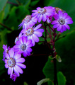 Gorgeous flowers - god-the-creator photo
