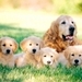 Icons! :D - dogs icon