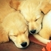 Icons! :D - dogs icon
