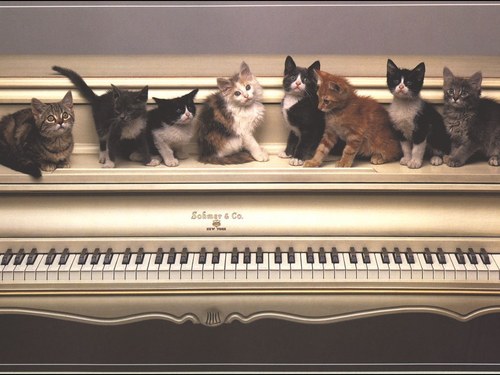 Adorable kitties :)