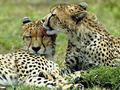 Cheetah Power - cheetah photo