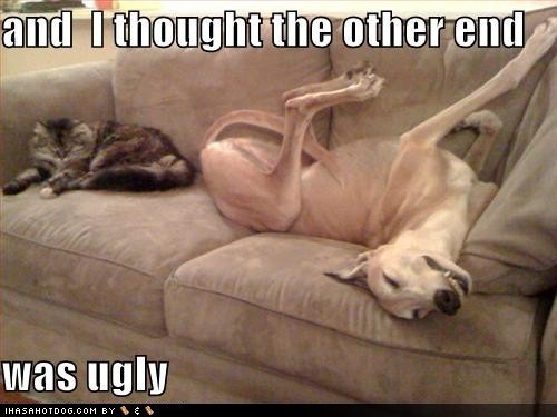 funny cute. Funny/Cute Greyhounds :)