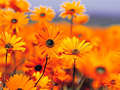 God's beautiful orange flowers - god-the-creator photo