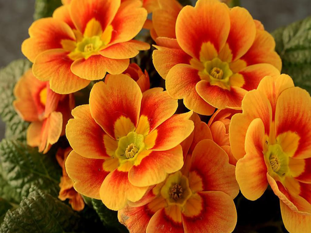 Orange And Flowers