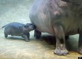 Mother and baby <3 - hippos photo