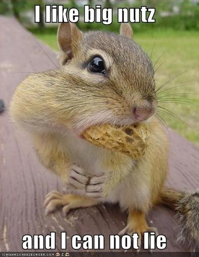  scoiattolo are a total nutjob...