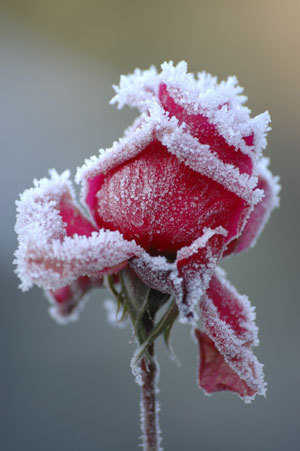  A Winter Rose <3