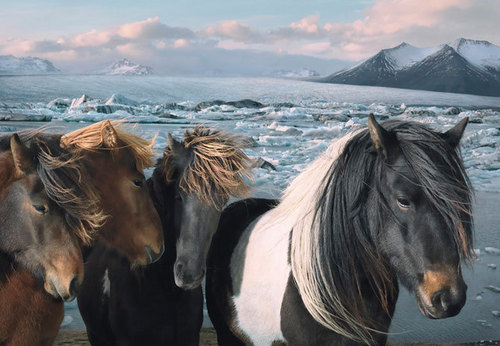  Beautiful horses
