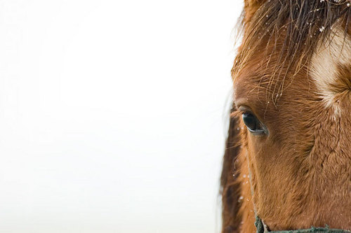  Beautiful cavalos
