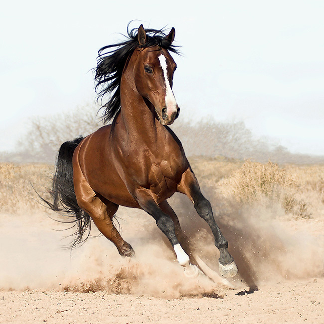 beautiful running horse photography