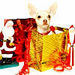 Christmas Chihuahua - chihuahuas icon