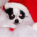 Christmas Chihuahua - chihuahuas icon