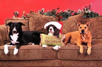 Christmas dogs