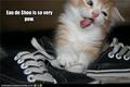 Funny Cats - animal-humor photo