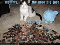 Funny Cats - animal-humor photo