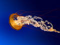 Jellyfish - animals photo