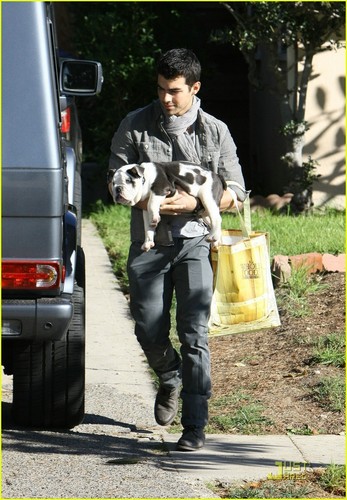  Joe Jonas' cún yêu, con chó con tình yêu (November 29).