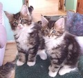 Kittens - animals photo
