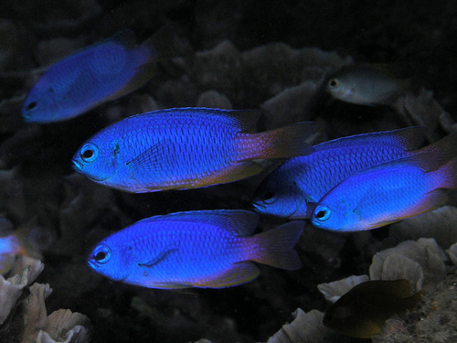  Neon pesce
