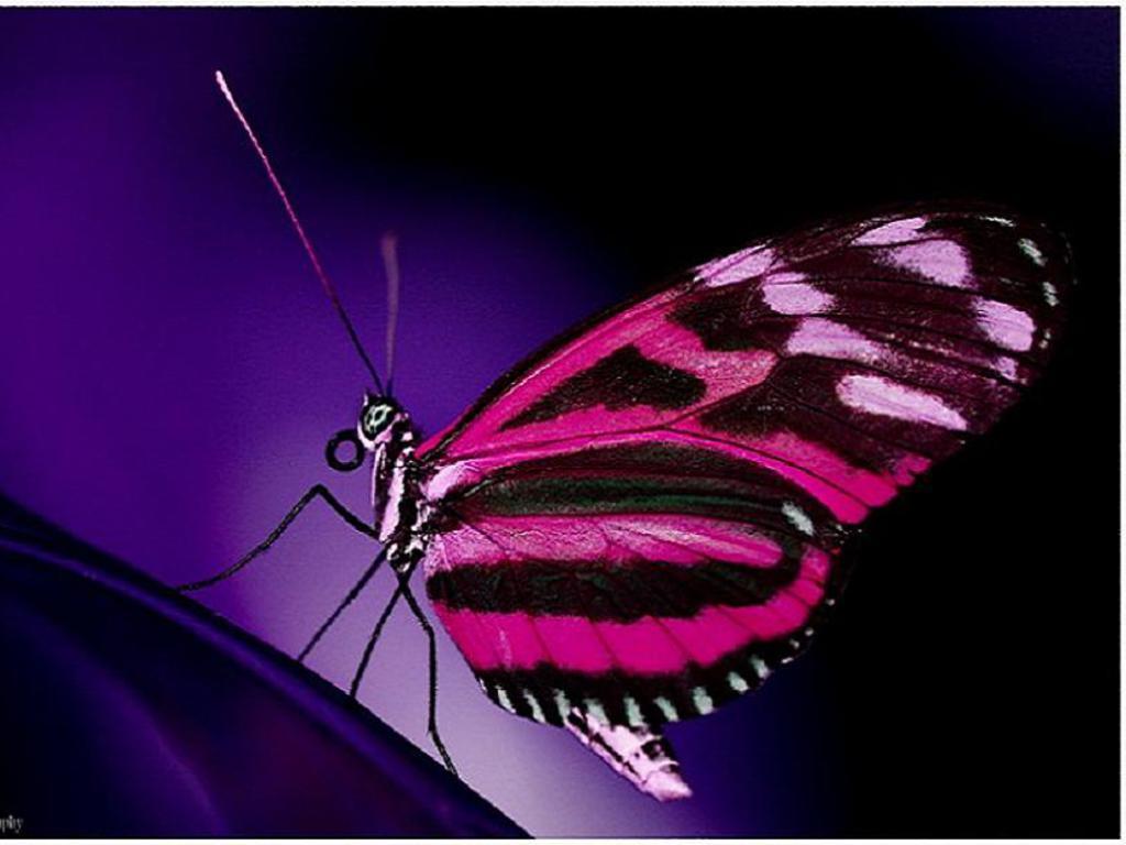 Pink Butterfly  Butterflies Wallpaper 17382724  Fanpop