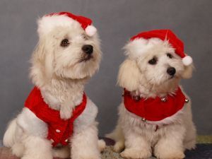 Santa Doggies <3