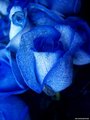 *Blue roses* - daydreaming photo