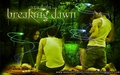 Breaking Dawn (Amanecer) - twilight-series wallpaper