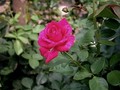 Brigitte Bardot rose (named in her honor)  - roses photo