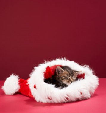  Christmas Kitten