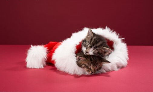 Christmas-Kittens-teddybear64-17424545-506-303.jpg
