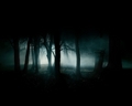 Forest in the dark - daydreaming photo