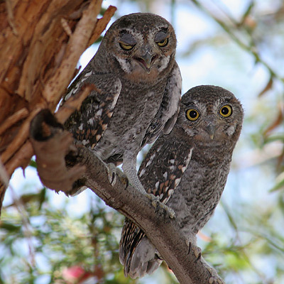  Owls <3