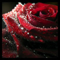 Red Rose - daydreaming photo