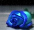 blue rose - daydreaming photo