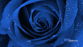 blue rose - daydreaming photo