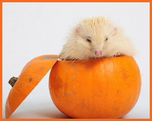 Animals love pumpkins!
