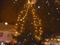 Juletræ ;) - denmark photo